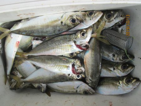 下関フィッシングパーク 釣果