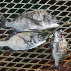 下関フィッシングパーク 釣果