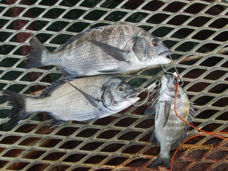 下関フィッシングパーク 釣果