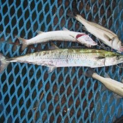 オリジナルメーカー海づり公園(市原市海づり施設) 釣果