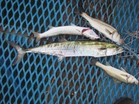 オリジナルメーカー海づり公園(市原市海づり施設) 釣果