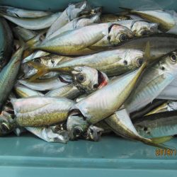 下関フィッシングパーク 釣果