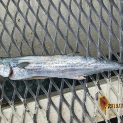 下関フィッシングパーク 釣果