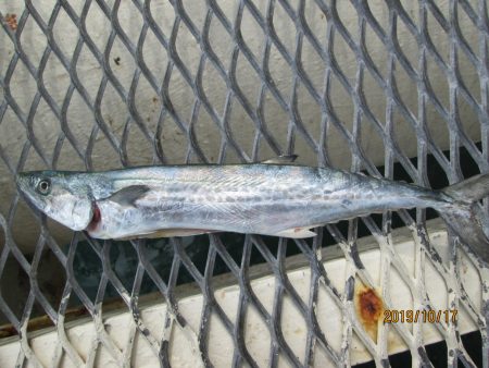 下関フィッシングパーク 釣果