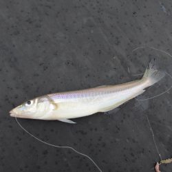 オリジナルメーカー海づり公園(市原市海づり施設) 釣果