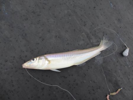 オリジナルメーカー海づり公園(市原市海づり施設) 釣果
