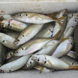 下関フィッシングパーク 釣果