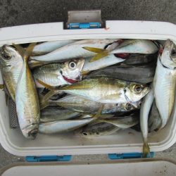 下関フィッシングパーク 釣果