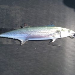 オリジナルメーカー海づり公園(市原市海づり施設) 釣果