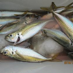 下関フィッシングパーク 釣果