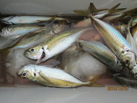 下関フィッシングパーク 釣果