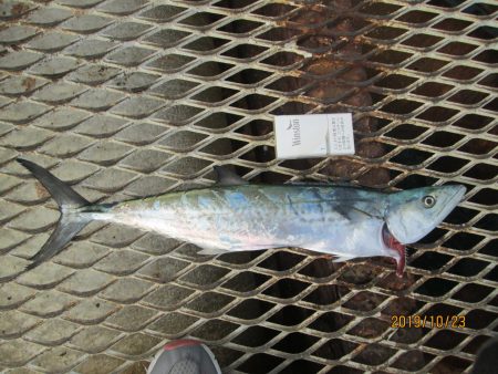 下関フィッシングパーク 釣果