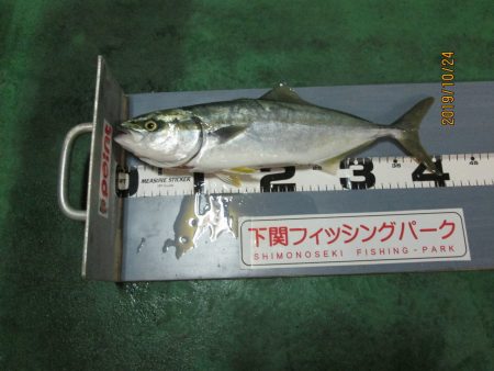 下関フィッシングパーク 釣果