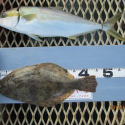 下関フィッシングパーク 釣果