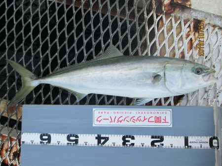 下関フィッシングパーク 釣果