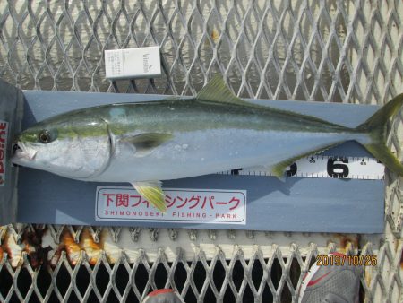 下関フィッシングパーク 釣果