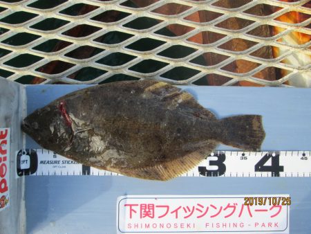 下関フィッシングパーク 釣果