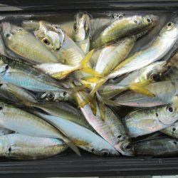 下関フィッシングパーク 釣果