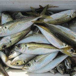 下関フィッシングパーク 釣果