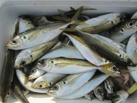 下関フィッシングパーク 釣果