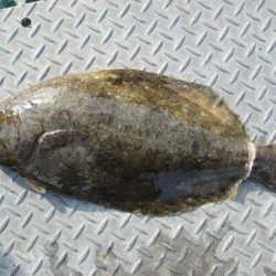 下関フィッシングパーク 釣果