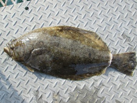 下関フィッシングパーク 釣果