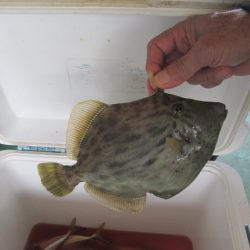 下関フィッシングパーク 釣果