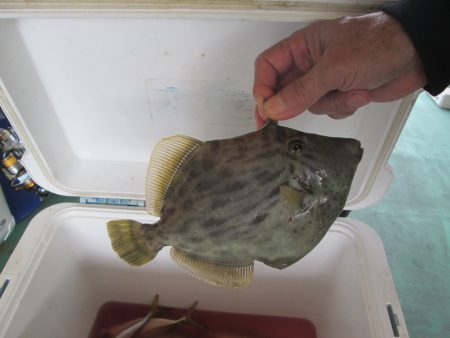 下関フィッシングパーク 釣果