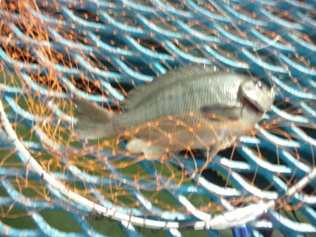 オリジナルメーカー海づり公園(市原市海づり施設) 釣果