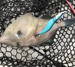 白墨丸 釣果