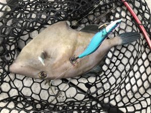 白墨丸 釣果