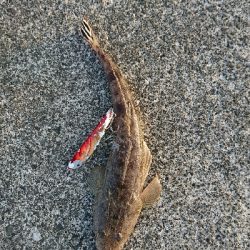 ゴチヒラセイゴ