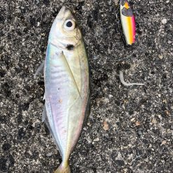 武庫一ワインド