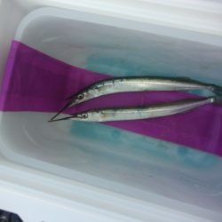 オリジナルメーカー海づり公園(市原市海づり施設) 釣果