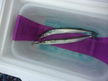 オリジナルメーカー海づり公園(市原市海づり施設) 釣果