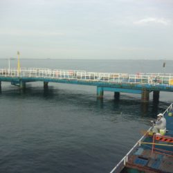 オリジナルメーカー海づり公園(市原市海づり施設) 釣果