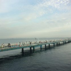 オリジナルメーカー海づり公園(市原市海づり施設) 釣果