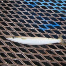 オリジナルメーカー海づり公園(市原市海づり施設) 釣果