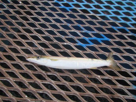 オリジナルメーカー海づり公園(市原市海づり施設) 釣果