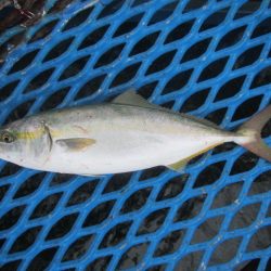 オリジナルメーカー海づり公園(市原市海づり施設) 釣果