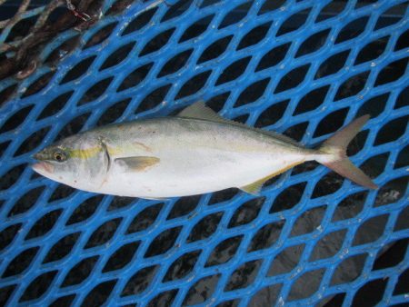 オリジナルメーカー海づり公園(市原市海づり施設) 釣果