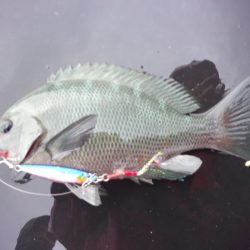 オリジナルメーカー海づり公園(市原市海づり施設) 釣果