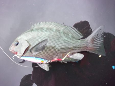 オリジナルメーカー海づり公園(市原市海づり施設) 釣果