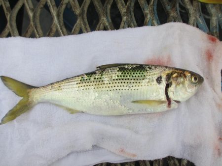 オリジナルメーカー海づり公園(市原市海づり施設) 釣果