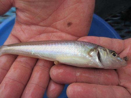 オリジナルメーカー海づり公園(市原市海づり施設) 釣果