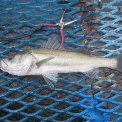 オリジナルメーカー海づり公園(市原市海づり施設) 釣果