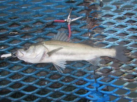 オリジナルメーカー海づり公園(市原市海づり施設) 釣果