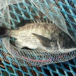 オリジナルメーカー海づり公園(市原市海づり施設) 釣果