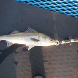 オリジナルメーカー海づり公園(市原市海づり施設) 釣果