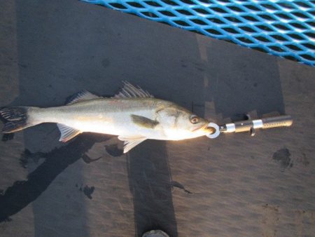 オリジナルメーカー海づり公園(市原市海づり施設) 釣果